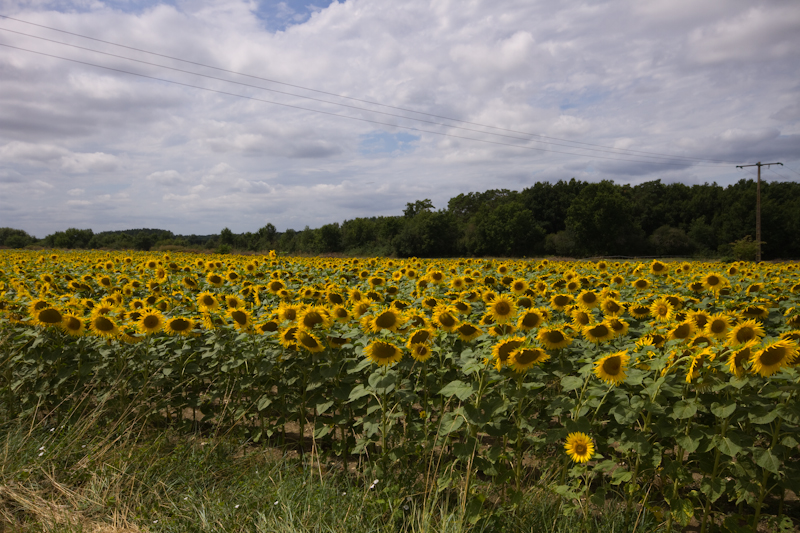 Sunflower Fields on the way to Nantes